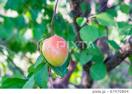 apricot fruit on branch in orchard apricot fruit on branch in orchard 67470804