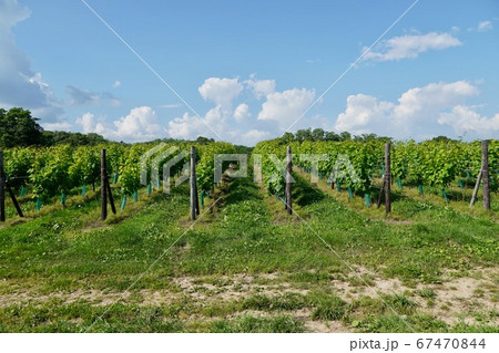 一面の葡萄畑・浦臼町 一面の葡萄畑・浦臼町 67470844