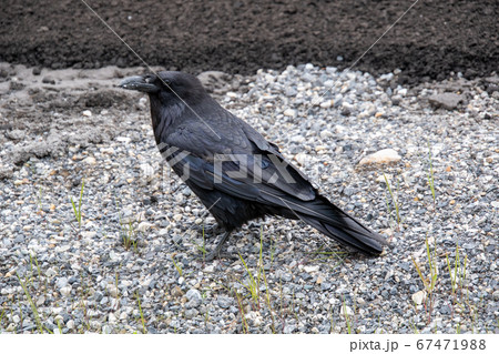 レイバン・ワタリガラス　　バンフ国立公園　アルバ－タ　カナダ 67471988