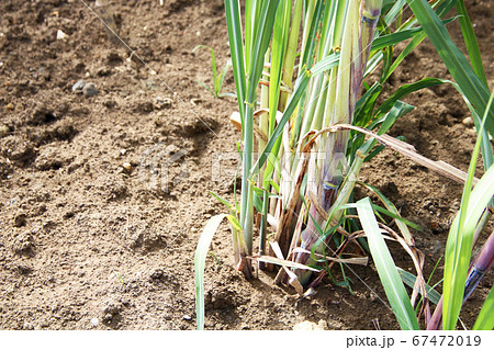 サトウキビと土 67472019