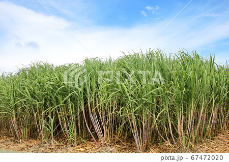沖縄のサトウキビ畑 沖縄のサトウキビ畑 67472020