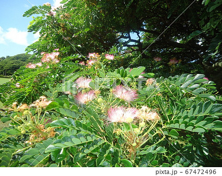 このきなんの木の花です このきなんの木の花です 67472496