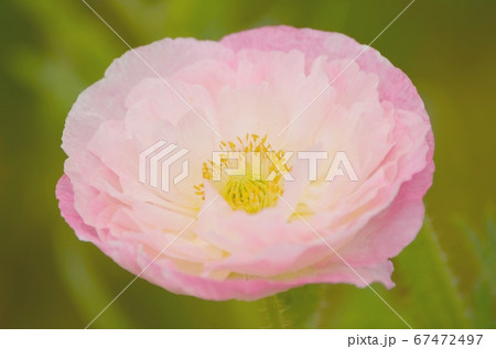 可憐なピンクのポピーの写真素材