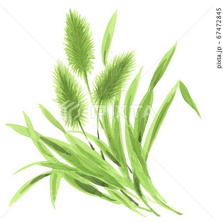 エノコログサ715pix7のイラスト素材