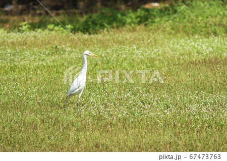 White Great egret standing on the green grass in 67473763