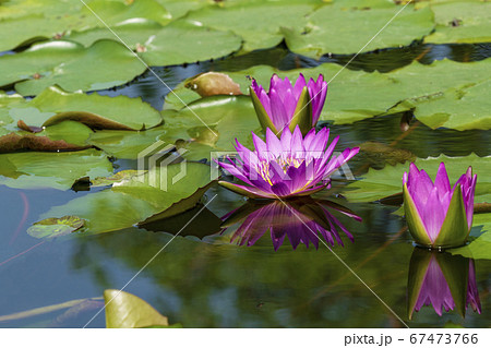 Group of bloom purple lotus with reflection in the 67473766