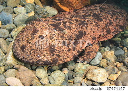 オオサンショウウオ 67474167