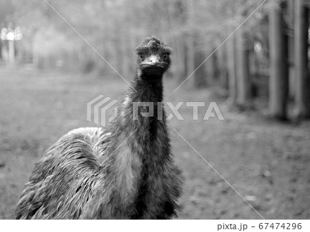 エミュー 67474296