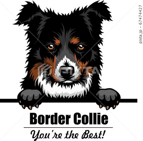 Border Collie - Peeking Dogs - breed face head isolated on white Border Collie - Peeking Dogs - breed face head isolated on white 67474427