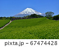 富士山と新緑の茶畑 67474428