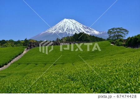 富士山と新緑の茶畑 富士山と新緑の茶畑 67474428