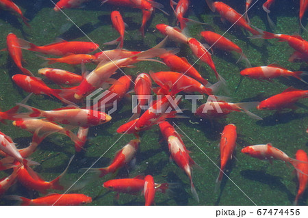 水元公園の金魚（全景） 67474456