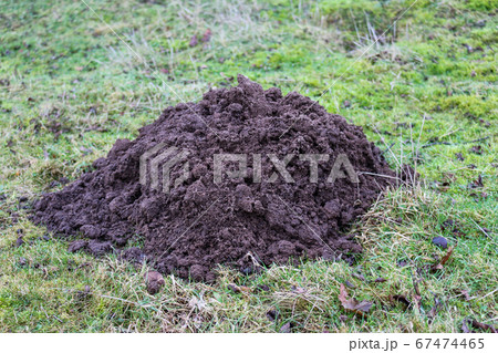 Large soil mole hill 67474465