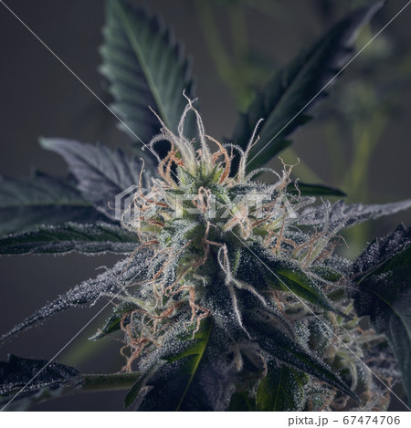 Macro of cannabis flowers and leaves on a dark background      67474706