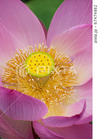 大賀ハス 67474862