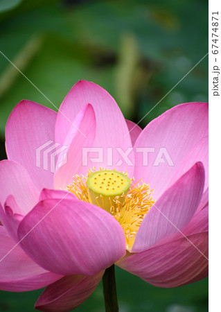 大賀ハス 67474871