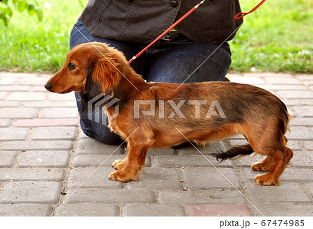Dachshund Long-haired dog stand on a leash Dachshund Long-haired dog stand on a leash 67474985