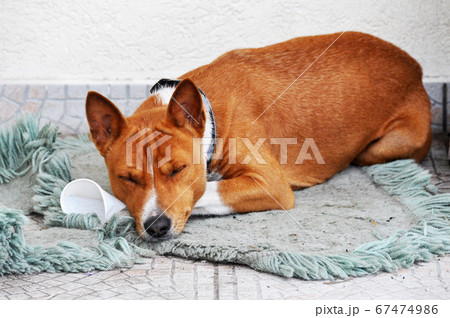 Red basenji dog is sleeping on the floor Red basenji dog is sleeping on the floor 67474986