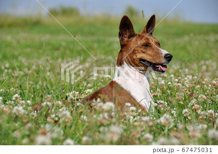 brindle Basenji dog in a field with flowers brindle Basenji dog in a field with flowers 67475031