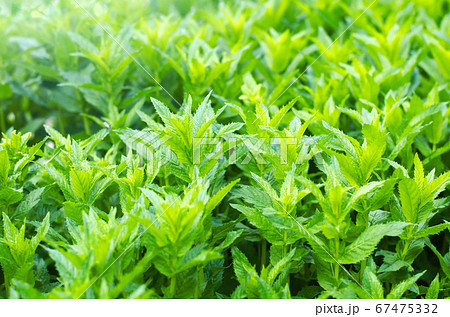 fresh green young mint in the garden, mint sprouts close-up. green bush. aromatic additive. background for design fresh green young mint in the garden, mint sprouts close-up. green bush. aromatic additive. background for design 67475332