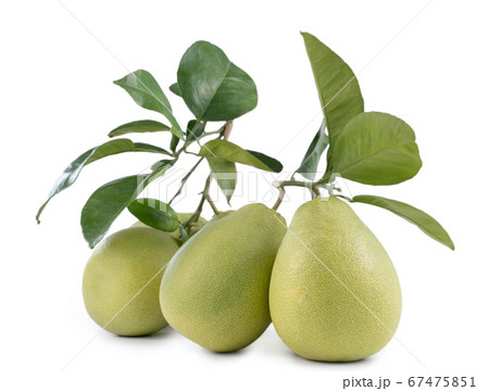 フルーツ 果物 果実 67475851