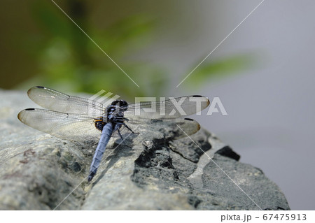 岩にとまるシオカラトンボのアップ 岩にとまるシオカラトンボのアップ 67475913