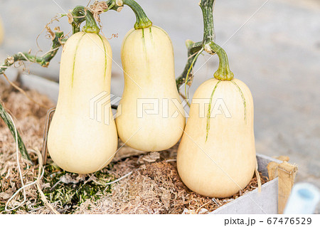 Closeup butternut squash on tree branch in the Closeup butternut squash on tree branch in the 67476529