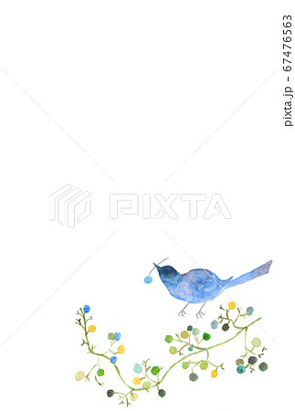 水彩絵葉書青い鳥とかずら 67476563