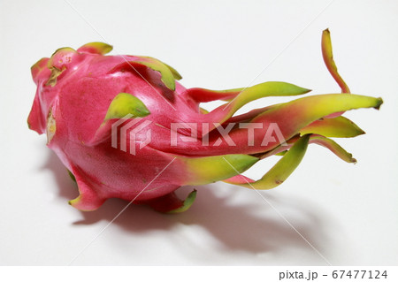 ホワイトピタヤ 67477124