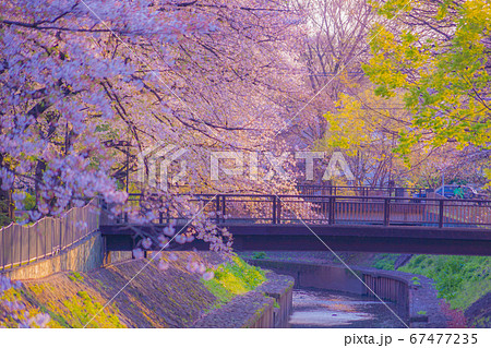 善福寺緑地公園の桜と夕景 善福寺緑地公園の桜と夕景 67477235