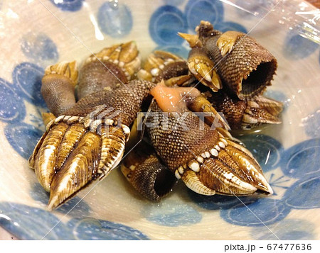 亀の手 カメノテ 珍味の写真素材 亀の手 カメノテ 珍味の写真素材