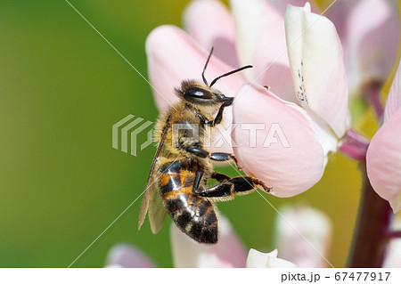 Honey bee collecting pollen from flowers. 67477917