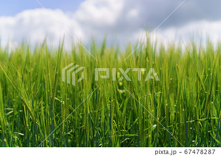 Fresh green barley field and blue cloudy sky. ideal for nature background Fresh green barley field and blue cloudy sky. ideal for nature background 67478287