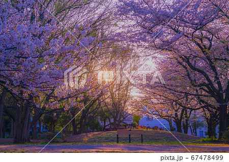 善福寺緑地公園の桜と夕景 善福寺緑地公園の桜と夕景 67478499