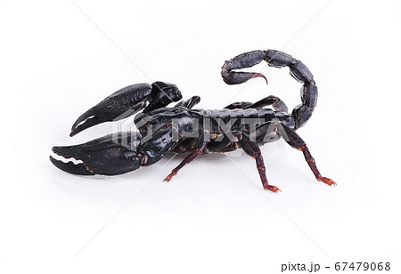 scorpion isolated on white background. 67479068