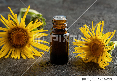 A dark bottle of elecampane essential oil with A dark bottle of elecampane essential oil with 67480491