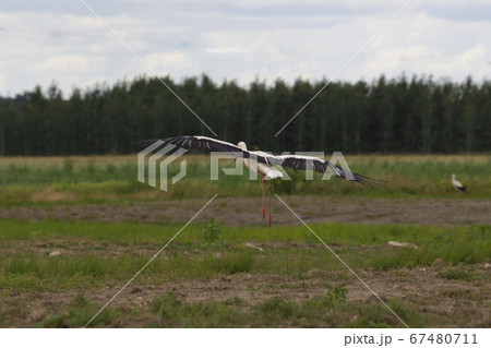The white stork begis to fly i the green fields 67480711