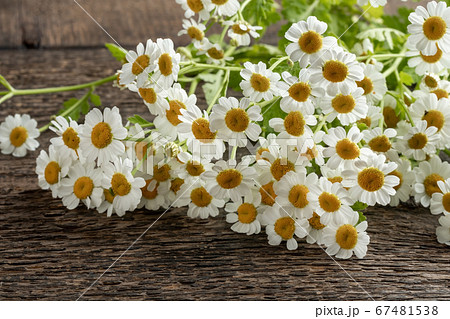 Fresh blooming feverfew or Tanacetum parthenium 67481538
