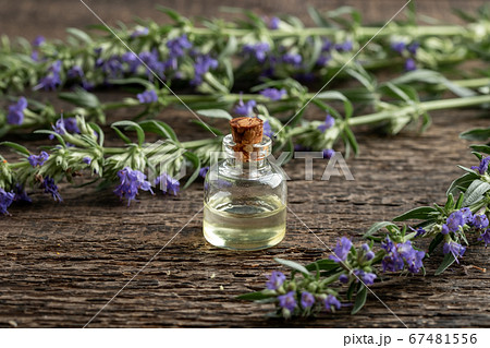 A bottle of hyssop essential oil with blooming A bottle of hyssop essential oil with blooming 67481556