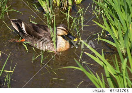 ハナショウブ咲くころの北山公園　餌を求めて泳ぐ1羽のカルガモ 67481708