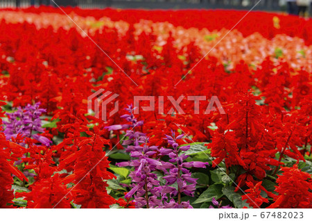 Many colorful Salvia splendens blossom on the 67482023
