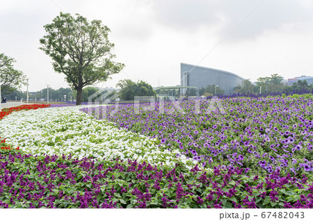 Many colorful Petunia atkinsiana blossom on the Many colorful Petunia atkinsiana blossom on the 67482043