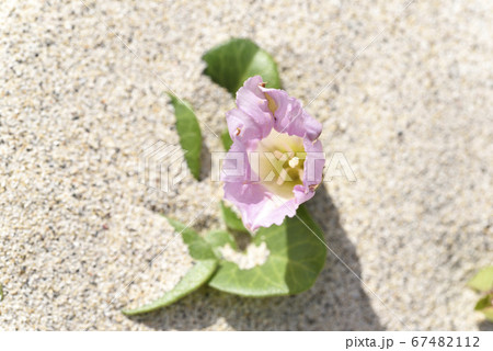 奄美大島の海岸に咲くハマヒルガオの花の写真素材