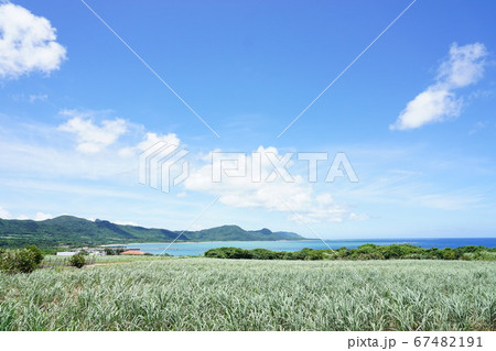 沖縄風景、サトウキビと青空と海 沖縄風景、サトウキビと青空と海 67482191