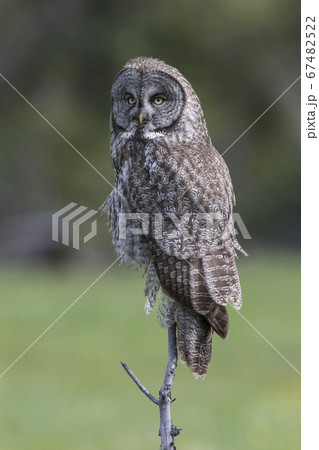 Great Gray Owl Perched Great Gray Owl Perched 67482522