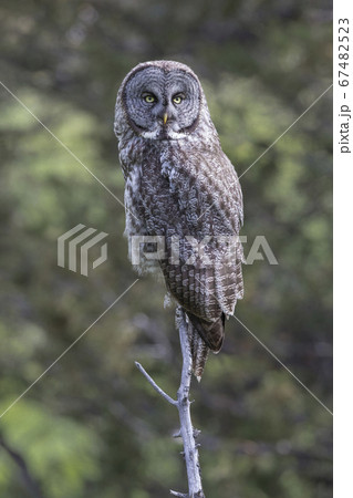 Great Gray Owl Perched 67482523