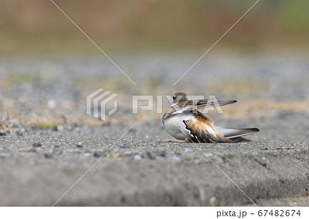 Killdeer faking injury 67482674