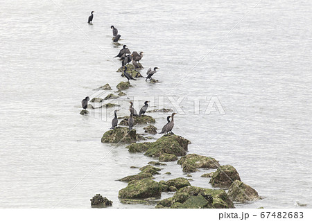 double crested cormorant 67482683