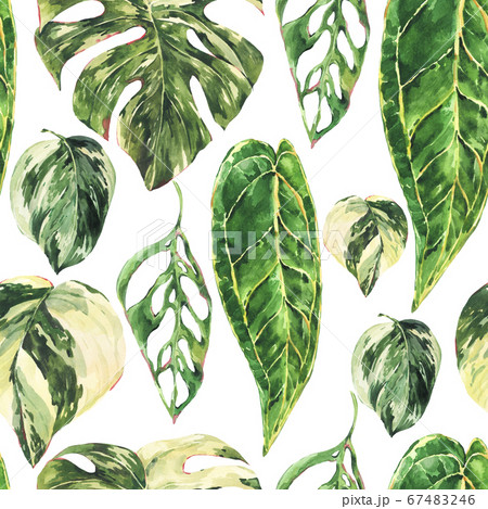 Watercolor aroid home plants seamless pattern. Watercolor aroid home plants seamless pattern. 67483246
