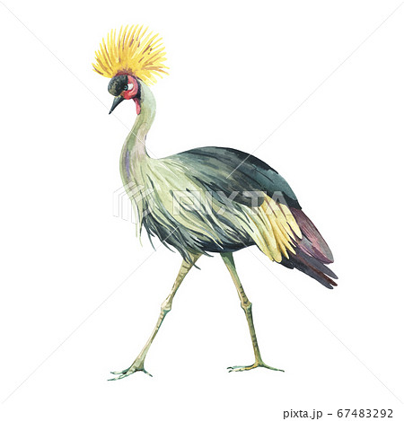 Watercolor Crowned crane. Watercolor birdのイラスト素材